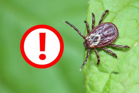 Акарицидная обработка-2024.